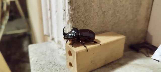 Oryctes nasicornis - orrszarvú bogár