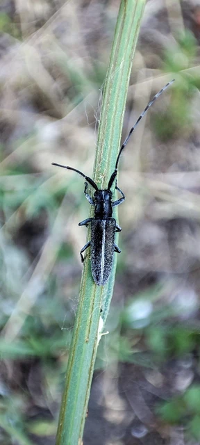 Agapanthia cardui - sávos bogáncscincér