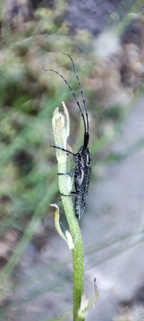 Agapanthia cardui - sávos bogáncscincér