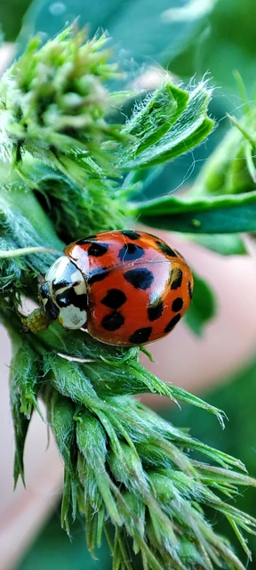 Harmonia axyridis - harlekinkatica