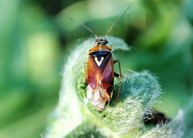 Lygus pratensis - változó mezeipoloska