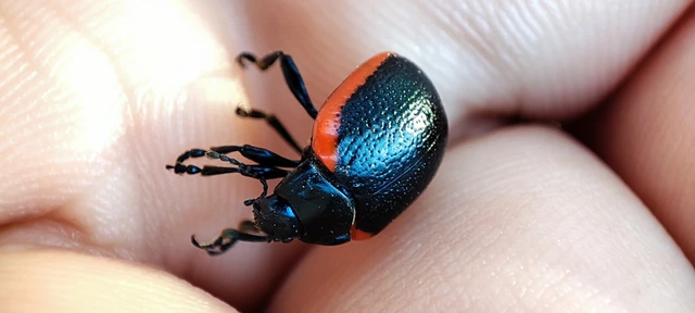 Chrysolina rossia - trapézhátú szegélyeslevelész