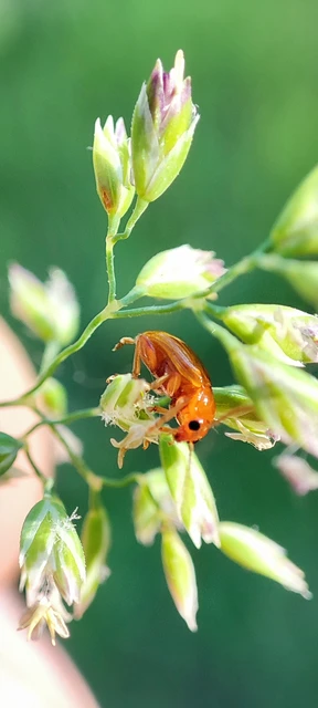Neocrepidodera