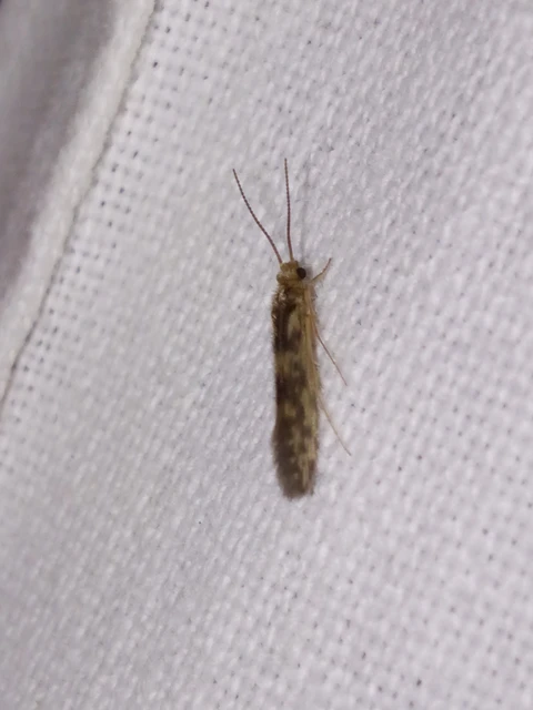 Trichoptera - Tegzesek