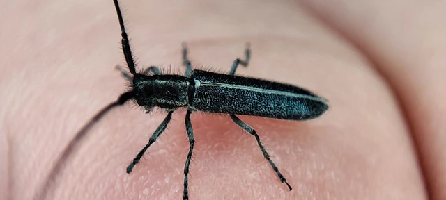 Agapanthia cardui - sávos bogáncscincér
