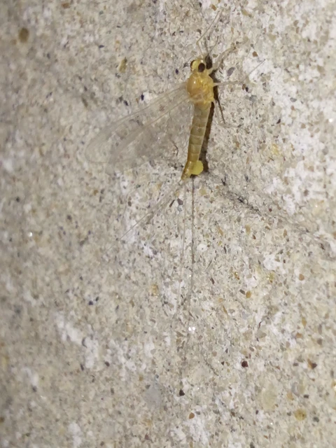Ephemeroptera - Kérészek