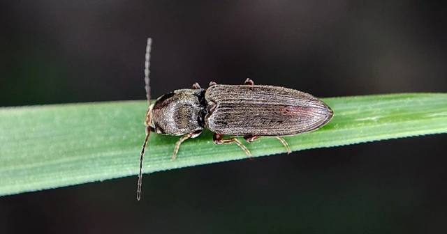 Elateridae - pattanóbogárfélék