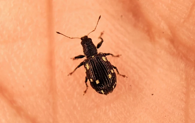 Polydrusus picus - pikkelyfoltos lombormányos