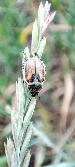 Chaetopteroplia segetum - rozsszipoly