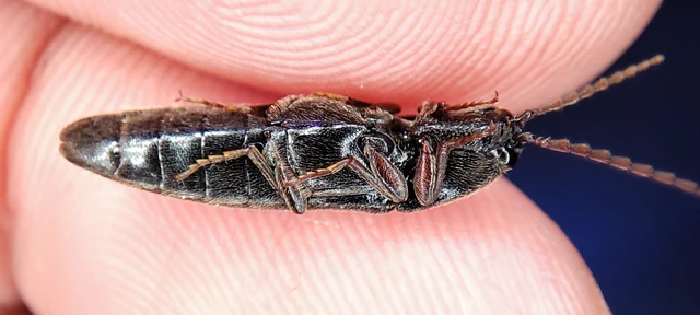Elateridae - pattanóbogárfélék