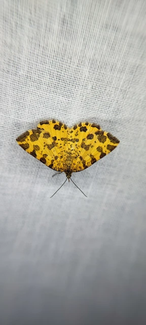 Pseudopanthera macularia - párducfoltos araszoló