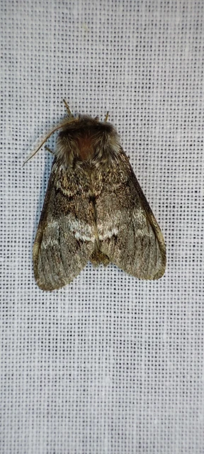 Drymonia dodonea - bélyeges púposszövő