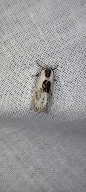 Cilix glaucata - törpe sarlósszövő