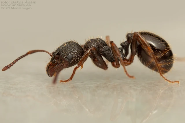 Aphaenogaster epirotes