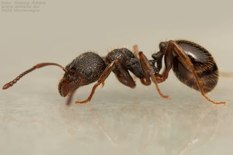 Aphaenogaster epirotes