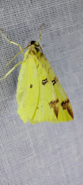 Opisthograptis luteolata - citromsárga araszoló