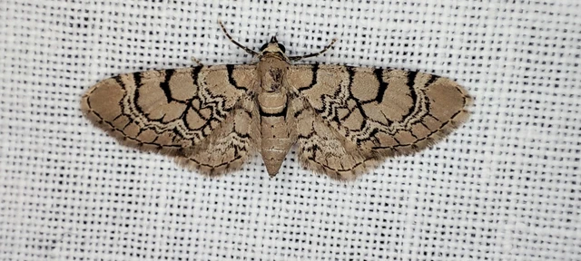 Eupithecia venosata - mécsvirág-törpearaszoló