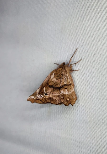 Apeira syringaria - orgona-araszoló