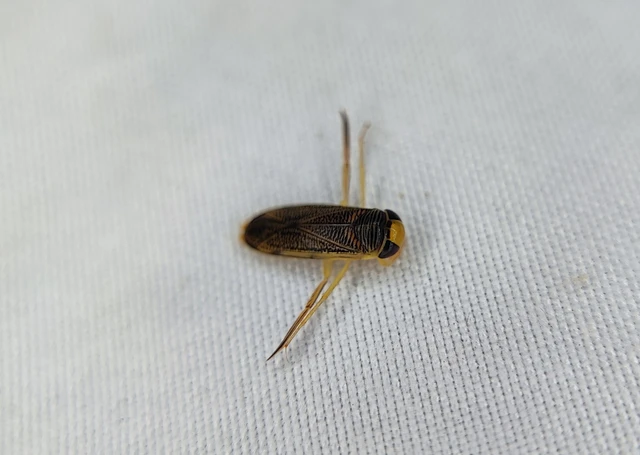 Corixidae - búvárpoloskák Corixidae - búvárpoloskák