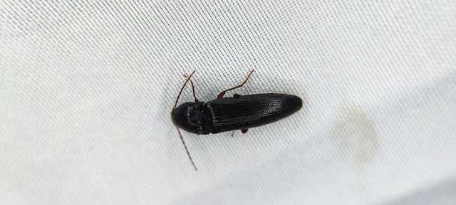 Elateridae - pattanóbogárfélék