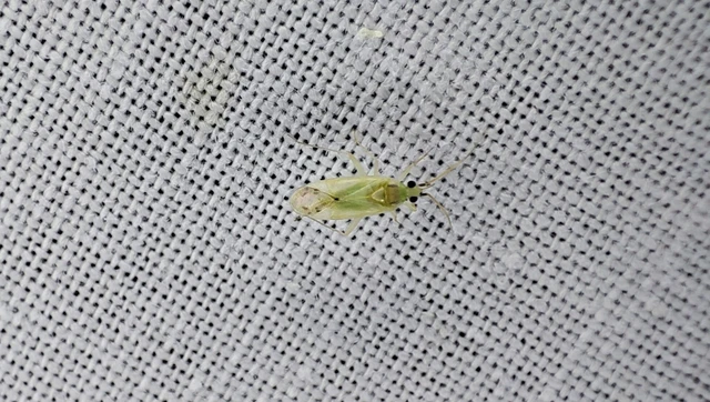 Miridae - mezeipoloskák