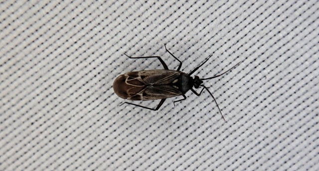 Miridae - mezeipoloskák