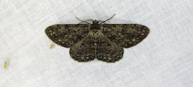 Hypomecis roboraria - nagy tölgyfaaraszoló
