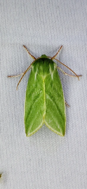 Pseudoips prasinana - bükkfa-zöldbagoly
