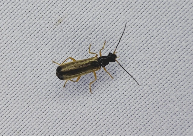 Rhagonycha lignosa - cserjés-lágybogár