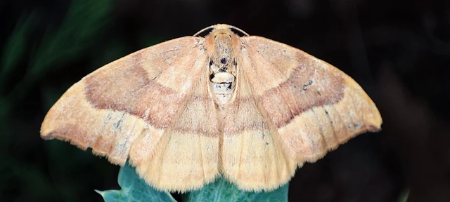 Watsonalla cultraria - bükkfa-sarlósszövő