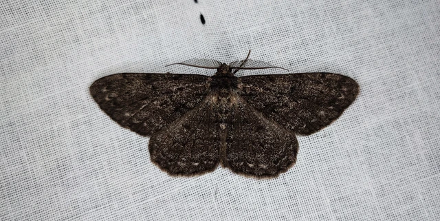 Hypomecis roboraria - nagy tölgyfaaraszoló