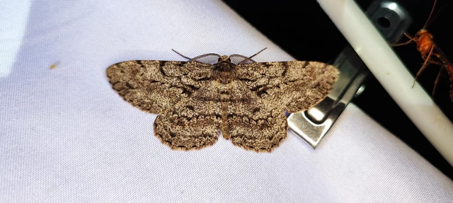 Hypomecis roboraria - nagy tölgyfaaraszoló