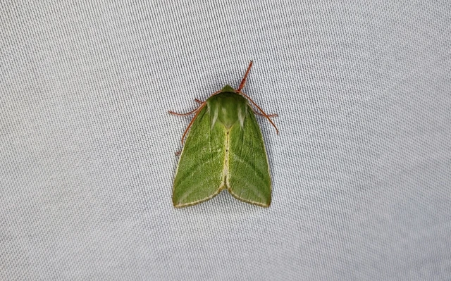 Pseudoips prasinana - bükkfa-zöldbagoly