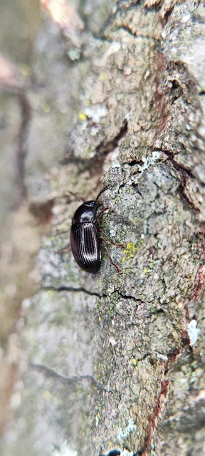 Nalassus dermestoides - rövidszárnyú gyászbogár