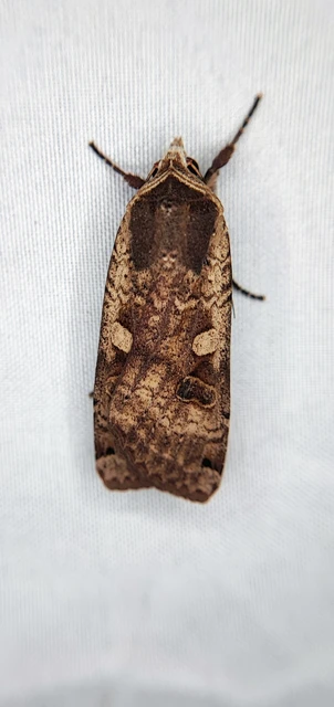 Noctua pronuba - nagy sárgafűbagoly
