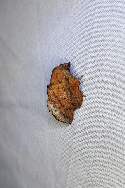 Phyllodesma tremulifolia - nyárlevélpohók