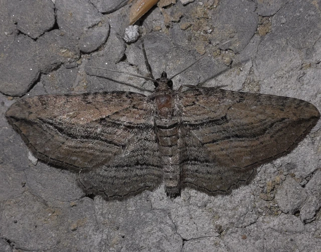 Horisme corticata - barna iszalagaraszoló