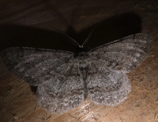 Hypomecis punctinalis - pettyes faaraszoló