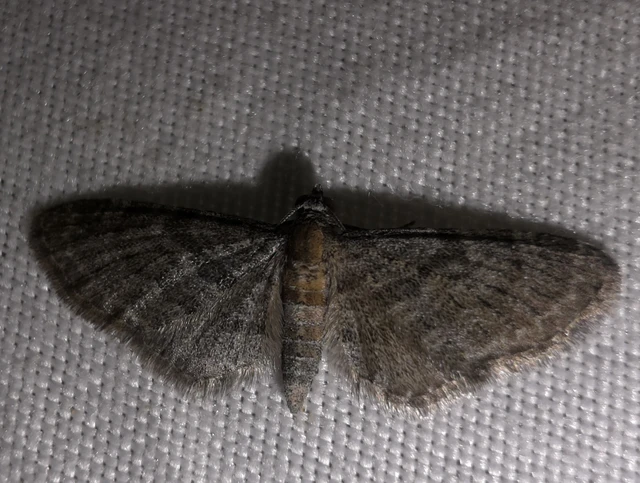 Eupithecia haworthiata - rozsdástestű törpearaszoló