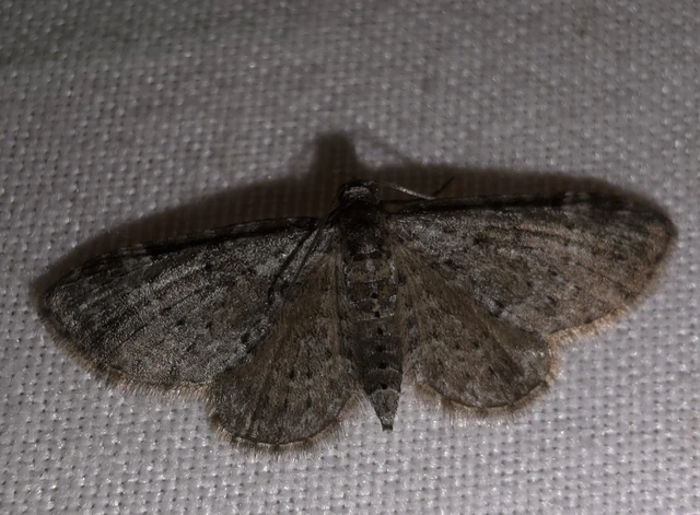 Pasiphila chloerata - hamvas törpearaszoló