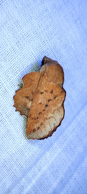 Phyllodesma tremulifolia - nyárlevélpohók