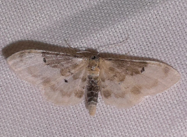 Idaea filicata - sötéttövű apróaraszoló