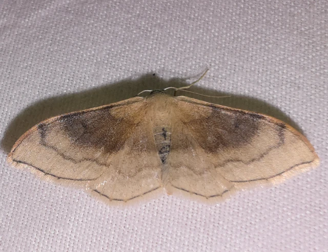 Idaea degeneraria - barnasávos araszoló