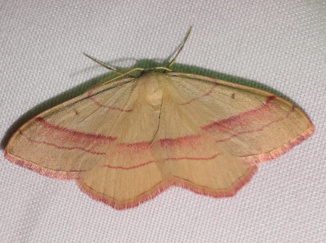 Rhodostrophia vibicaria - pirosszélű araszoló