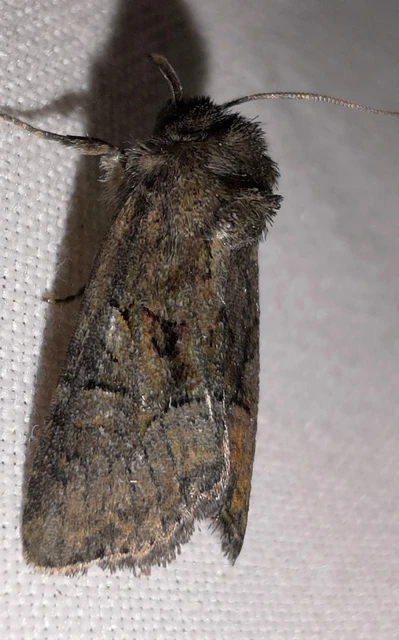 Oligia latruncula - fekete dudvabagoly