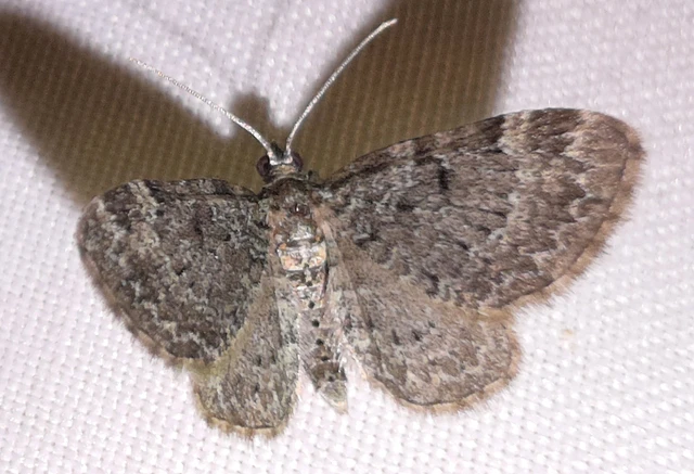 Pasiphila chloerata - hamvas törpearaszoló