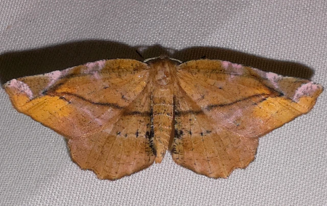 Apeira syringaria - orgona-araszoló
