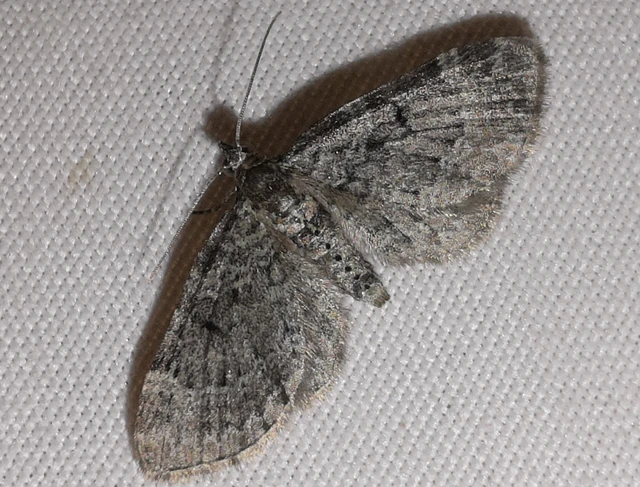 Pasiphila chloerata - hamvas törpearaszoló
