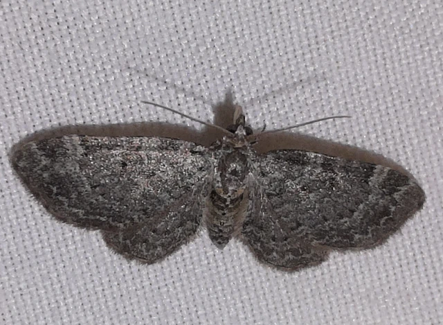 Pasiphila chloerata - hamvas törpearaszoló