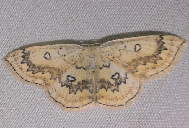Cyclophora annularia - gyűrűs pettyesaraszoló